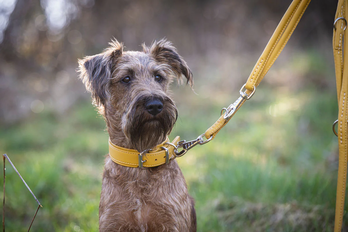 Handgefertigter Luxus für Ihren Hund